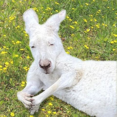 grandpa.roo